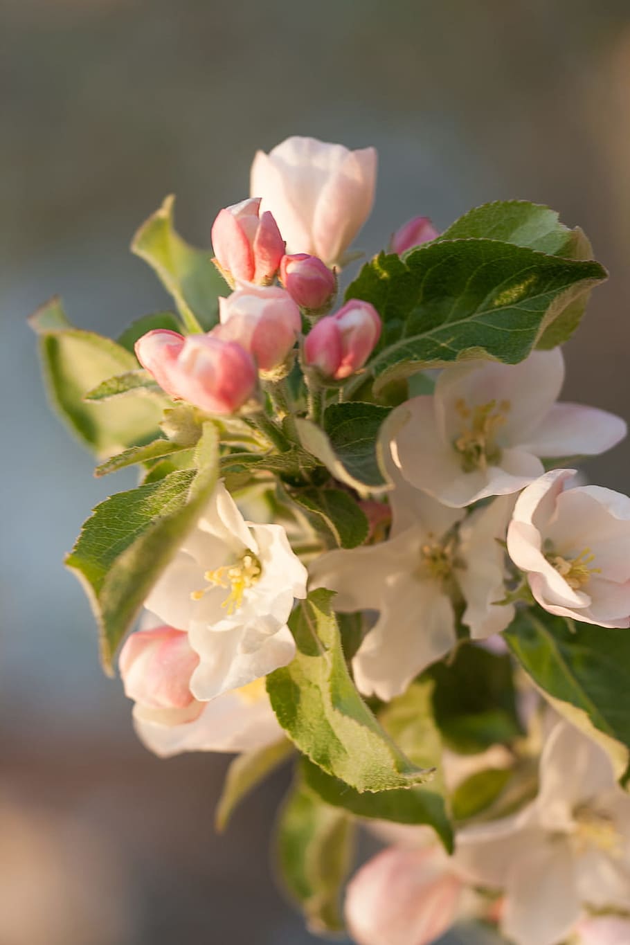 spring, flower, flowers, background, focus, closeup, outdoor HD wallpaper