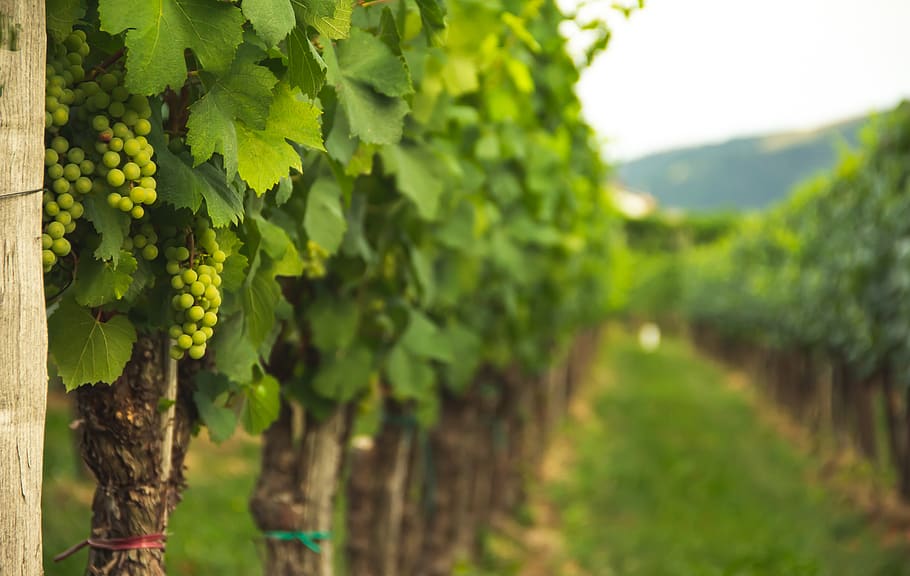 green-leafed plant, growth, vineyard, green color, agriculture HD wallpaper