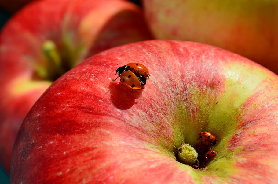 apple, ladybug, fruit, close up, invertebrate, insect, close-up HD wallpaper