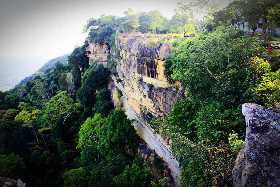 Green Leafed Plants on Cliff, cliffside, environment, foliage HD wallpaper