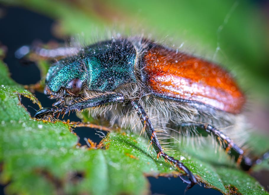 Close-up Photo Of Insect, bug, hairy, little, macro, invertebrate HD wallpaper