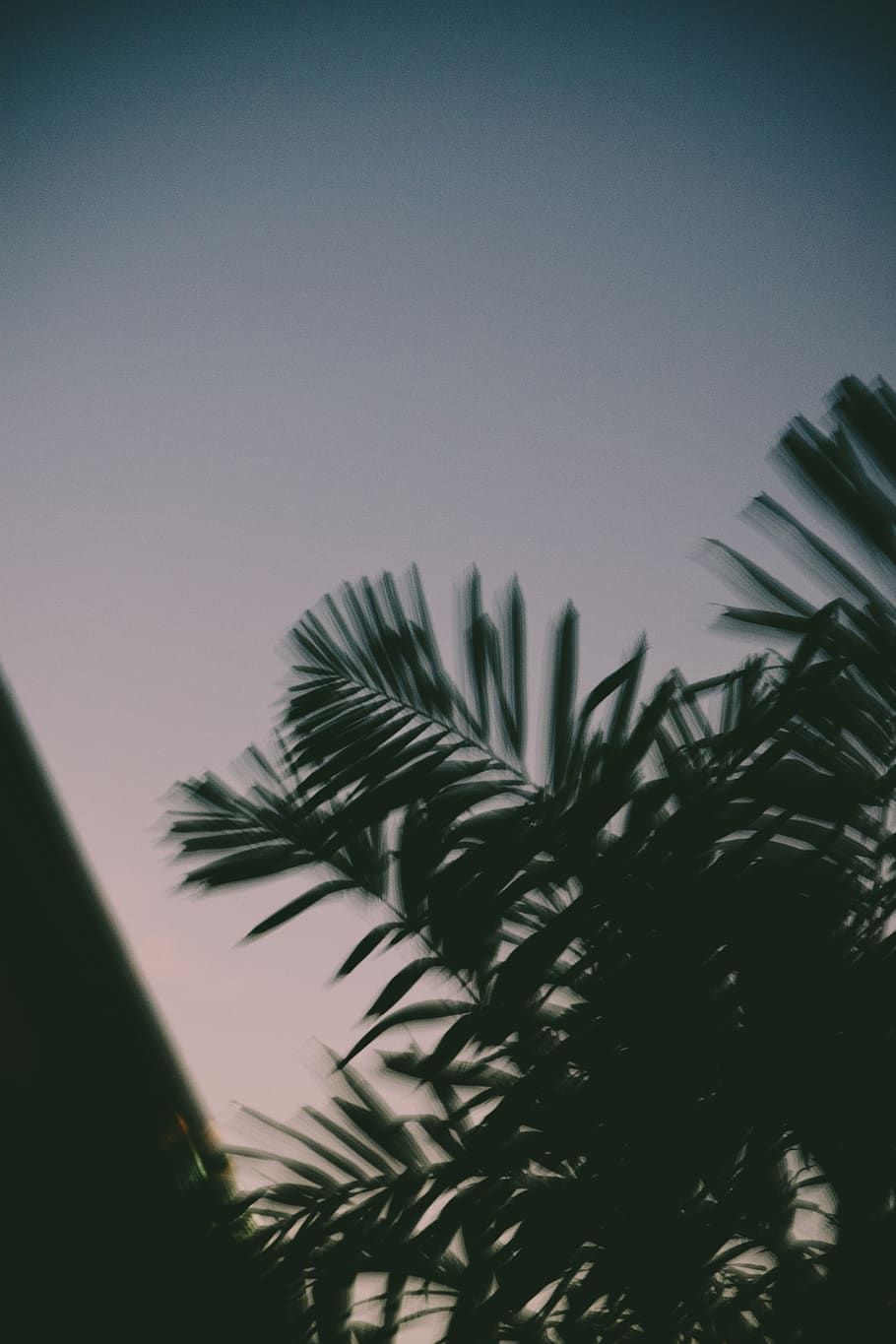 Grayscale Photography of Tree, blurry, dark, dawn, evergreen HD wallpaper