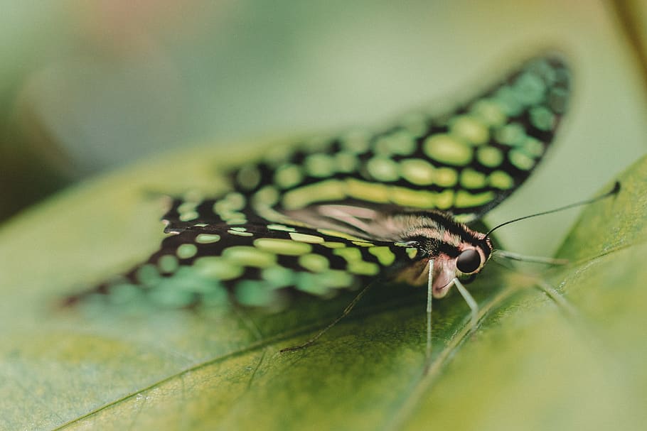 butterfly, moth, insect, macro, close up, nectar, pollen, flower HD wallpaper