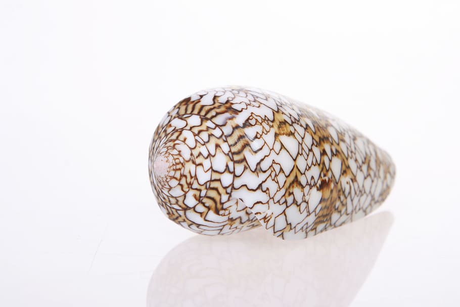 bone, close-up, closeup, coast, coastline, cockle-shell, conch HD wallpaper
