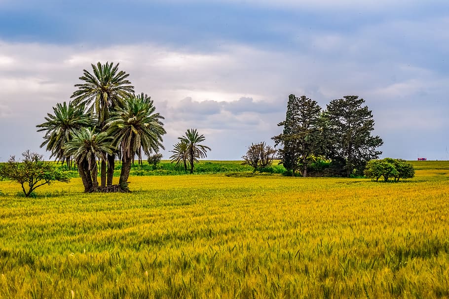 palm tree, trees, landscape, scenery, nature, meadow, sky, clouds HD wallpaper