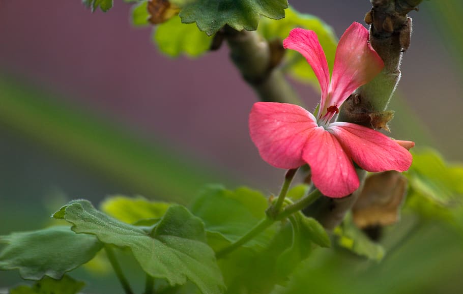 india, bengaluru, flower, beauty, nature, flowering plant, vulnerability, HD wallpaper