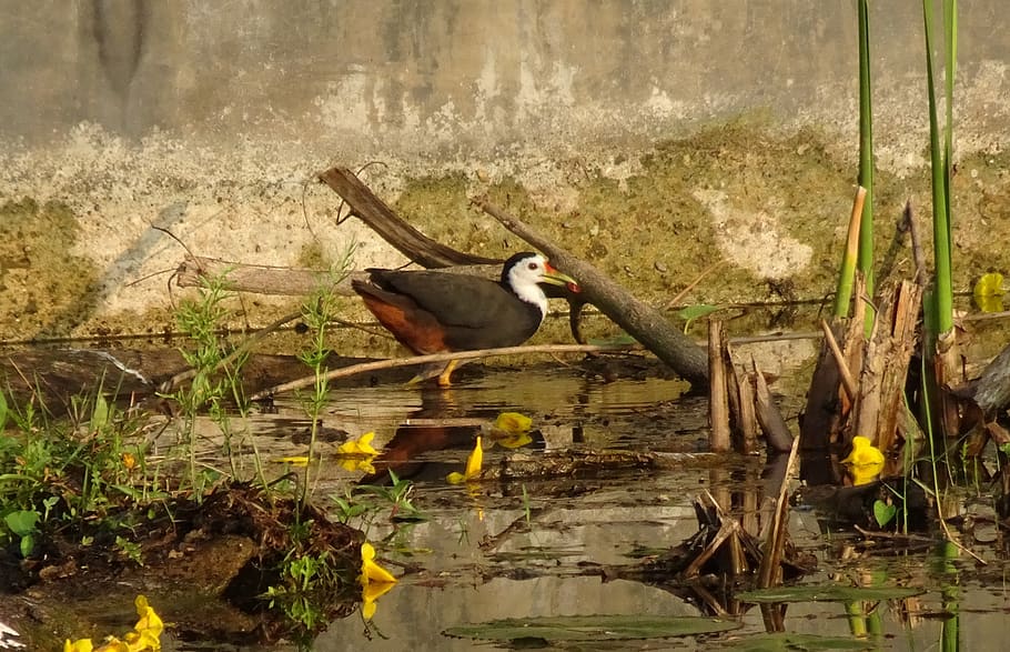 bird, white-breasted waterhen, amaurornis phoenicurus, waterbird, HD wallpaper