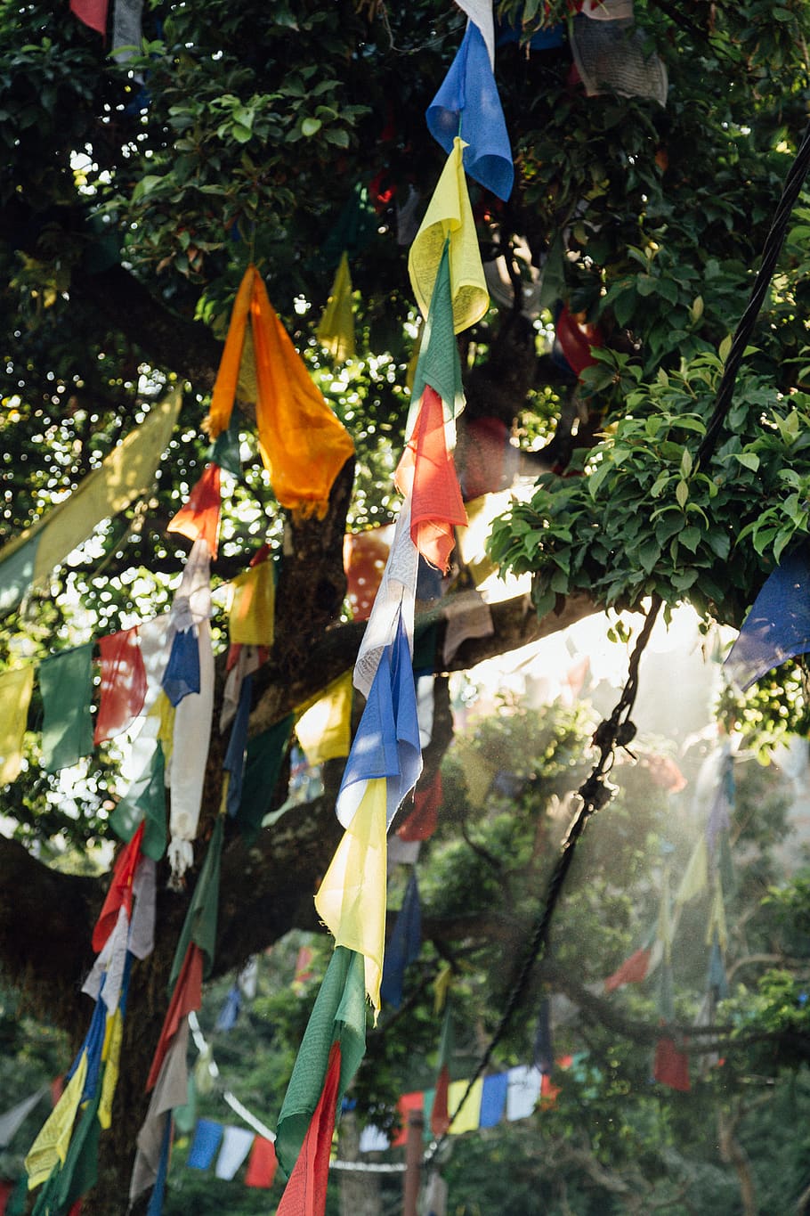 nepal, flag, plant, tree, hanging, nature, day, no people, patriotism HD wallpaper