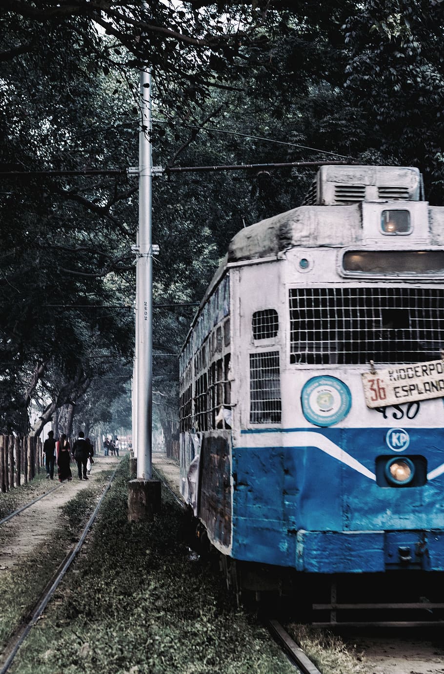 india, kolkata, tree, mode of transportation, rail transportation