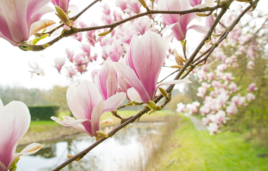 magnolia, pink, spring, blossom, flowers, bloom, nature, plant, HD wallpaper