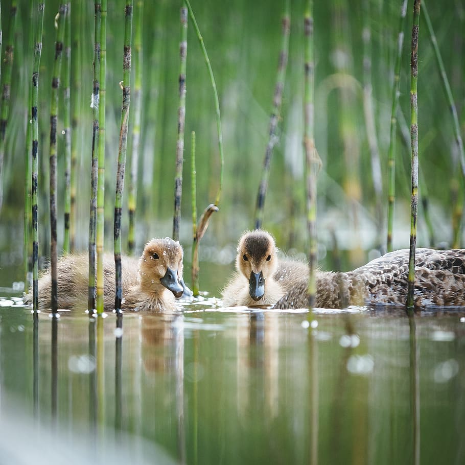 two duck on water, group of animals, animal themes, animal wildlife HD wallpaper