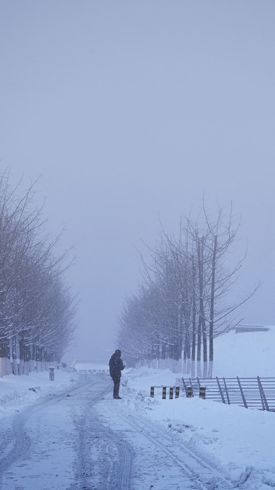 snow, winter, tree, people, road, path, sky, white, foggy, blur