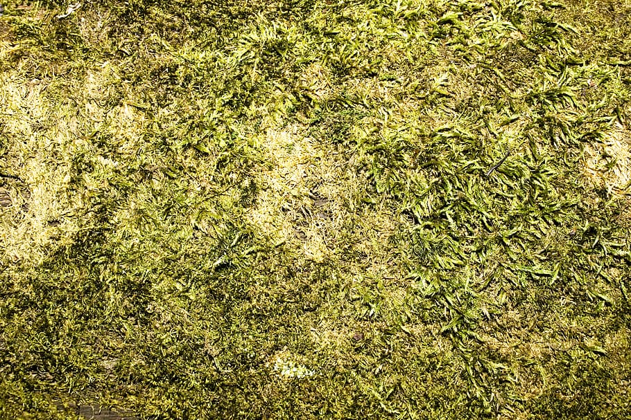 aging, back, backdrop, background, brown, cover, dirty, flora HD wallpaper