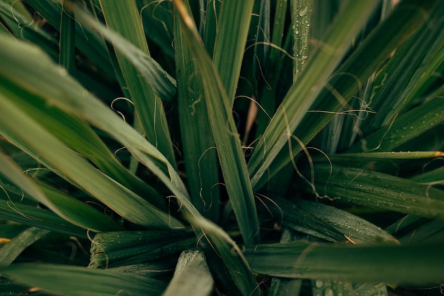 close view of linear plants, agavaceae, grass, produce, food HD wallpaper