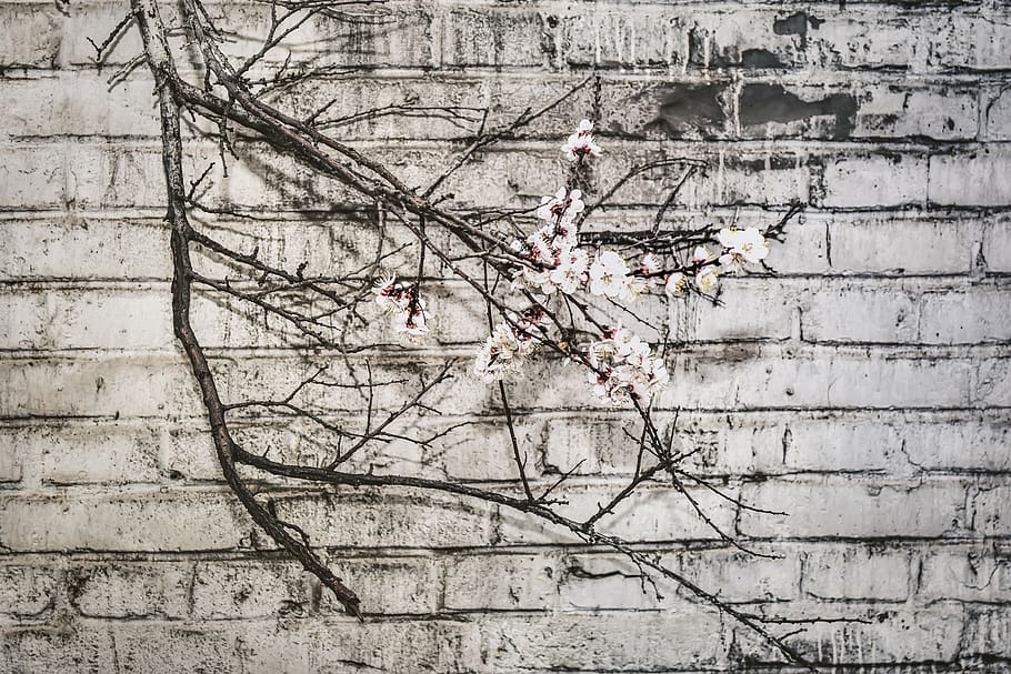white flowering tree, brick, grey, china, beijing, wall - building feature HD wallpaper