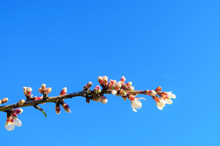 flower, branch, nature, tree, spring, pink, color, plant, bud HD wallpaper