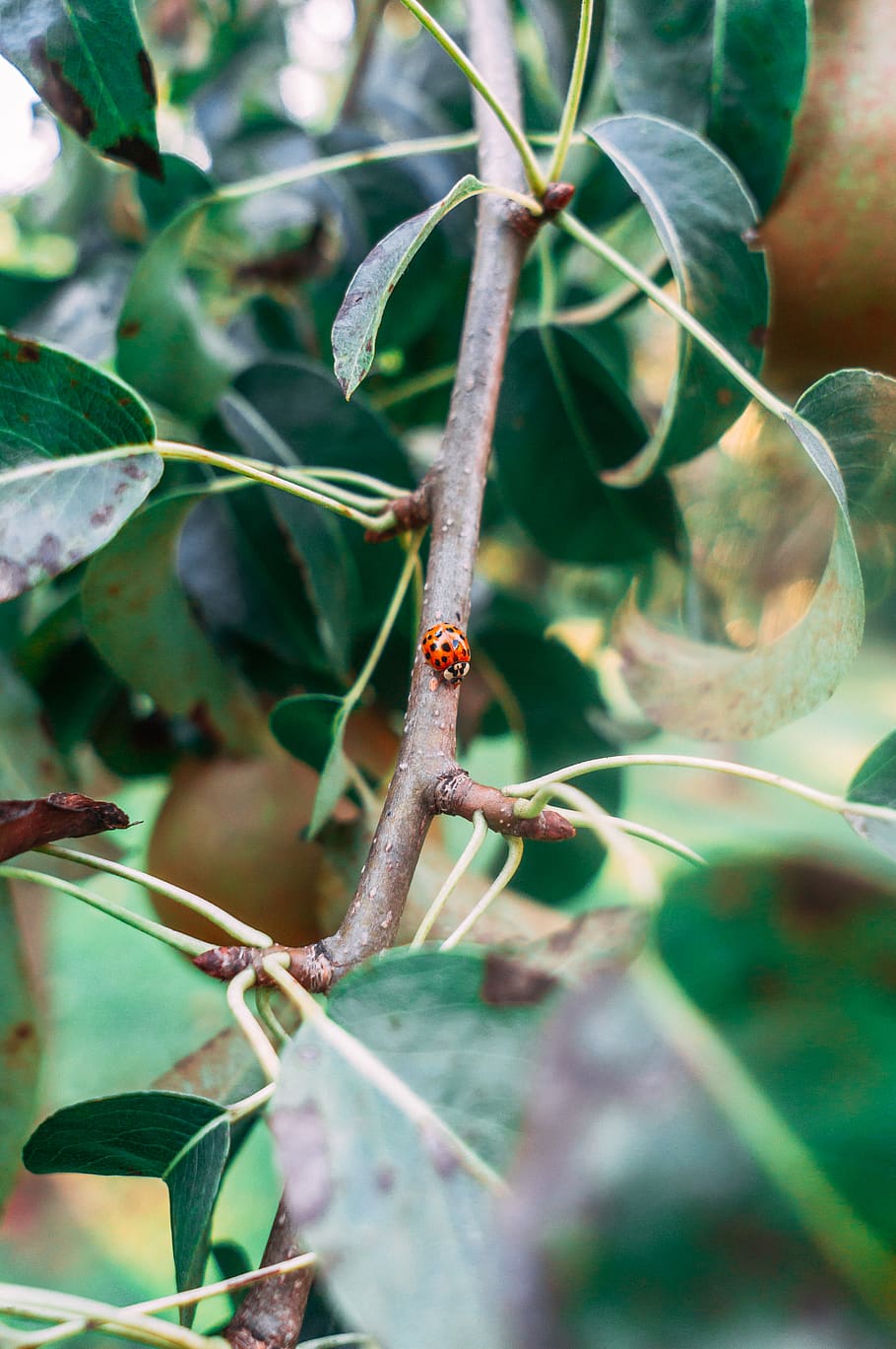 plant, leaf, fruit, food, veins, produce, cherry, animal, invertebrate HD wallpaper