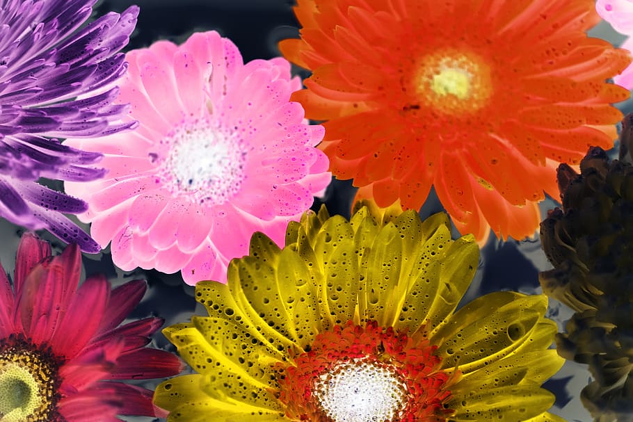 Several Flowrs, art, background, beautiful, bloom, blooming, blossom HD wallpaper
