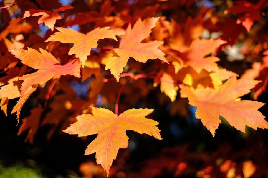 nature, tree, trees, reds, autumn, fall, maple, leaf, change HD wallpaper
