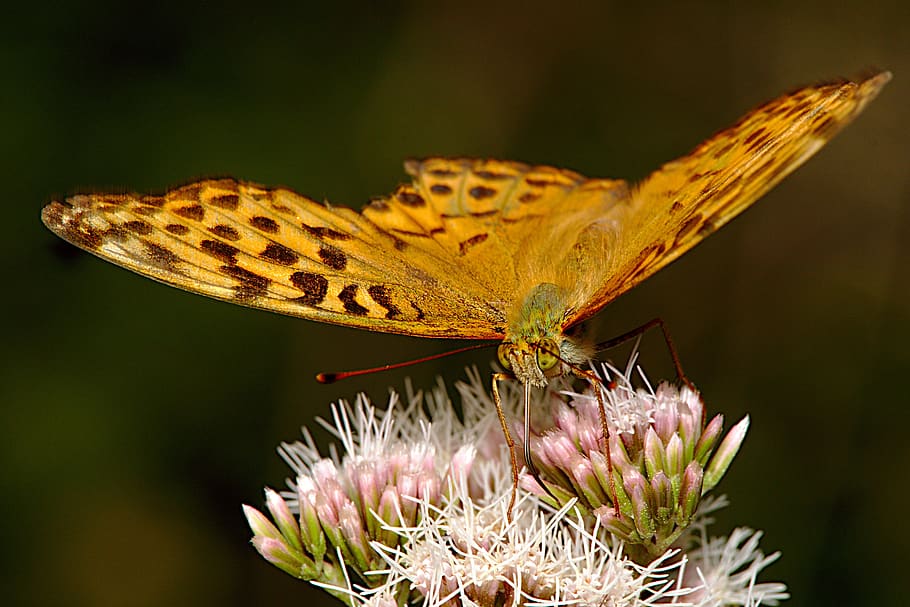 butterfly, summer, close up, macro, wing, invertebrate, animal themes HD wallpaper