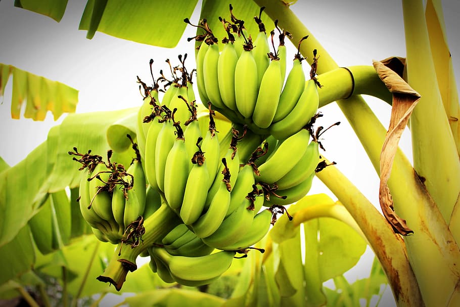 Banana tree, fruit, outdoor, yellow, healthy eating, food and drink, HD wallpaper