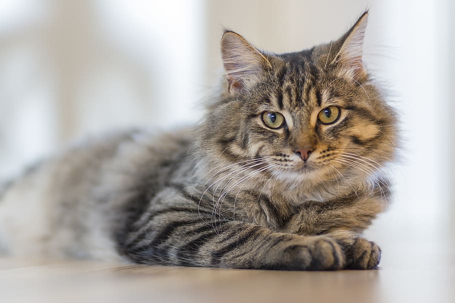 cat, animal, kitten, cute, floor, eyes, whiskers, feline, pets HD wallpaper