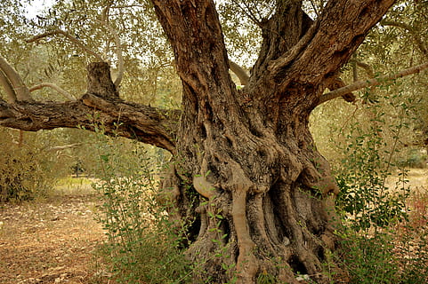 olive tree, tribe, log, wood, old, gnarled, nature, structure HD wallpaper