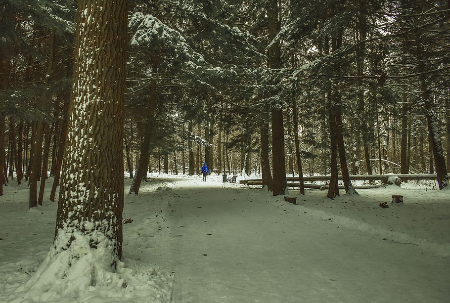 landscape, nature, trees, snow, plant, winter, cold temperature HD wallpaper