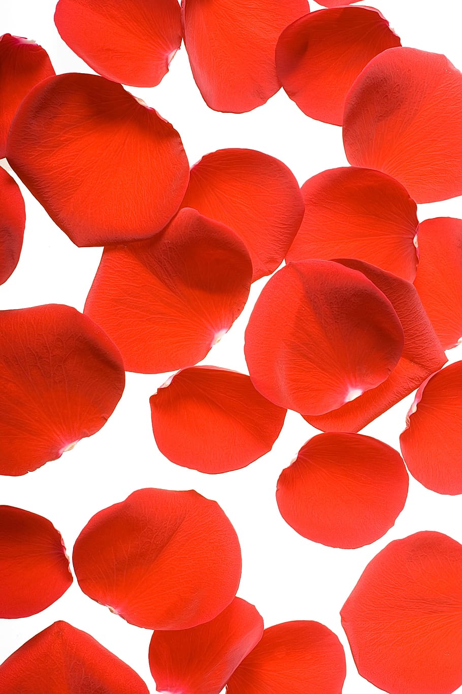 con2011, flower, fresh, gift, isolated, petals, photo, red HD wallpaper