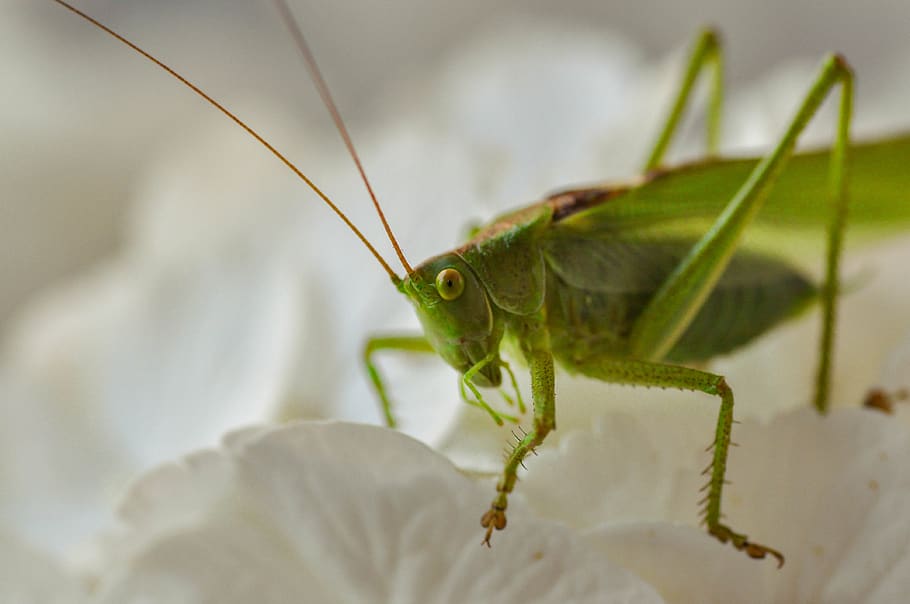 grasshopper, insecta, green, macro, animal, nature, cricket HD wallpaper