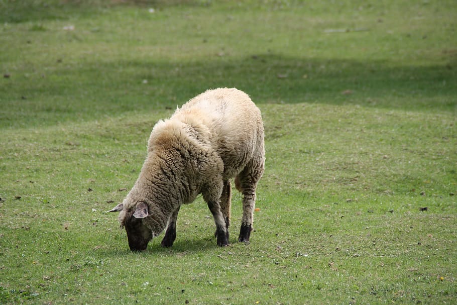 oveja, animal themes, mammal, livestock, field, grass, land HD wallpaper