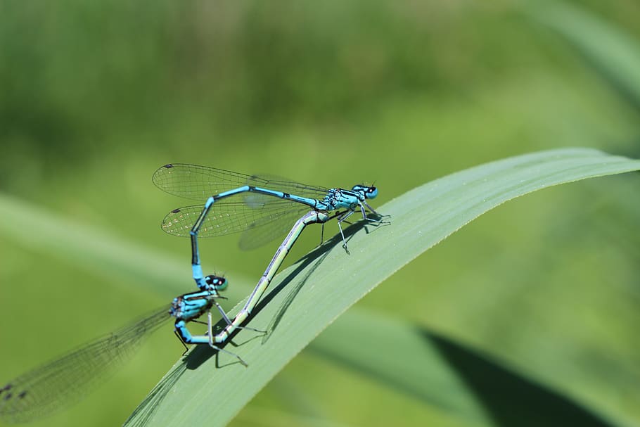 dragonflies, insect, close up, flight insect, blue dragonfly HD wallpaper