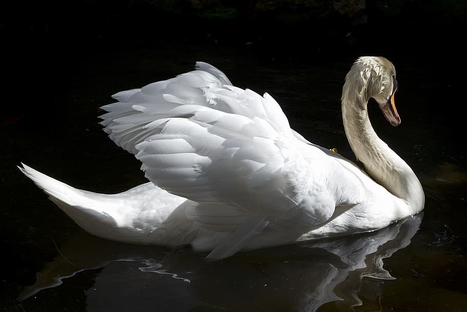 swan, ave, feathers, white, swim, natural, nature, fauna, animal themes HD wallpaper