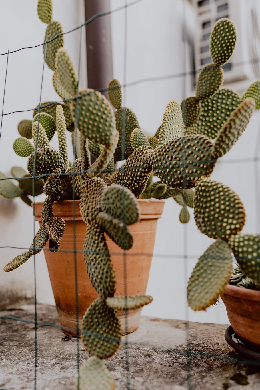 Opuntia in a ceramic pot, cactus, cacti, Prickly pear, plant, HD wallpaper