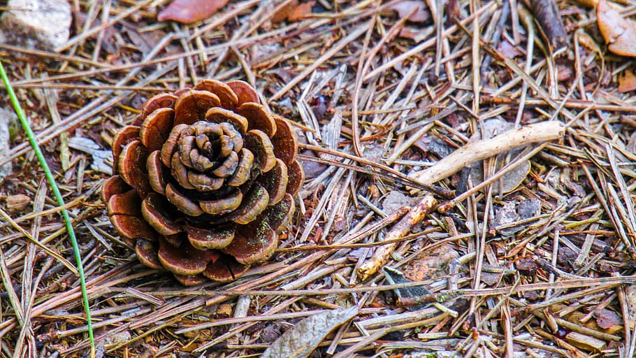 flower pine, pine nuts, nature, pine fruit, forest, close-up HD wallpaper