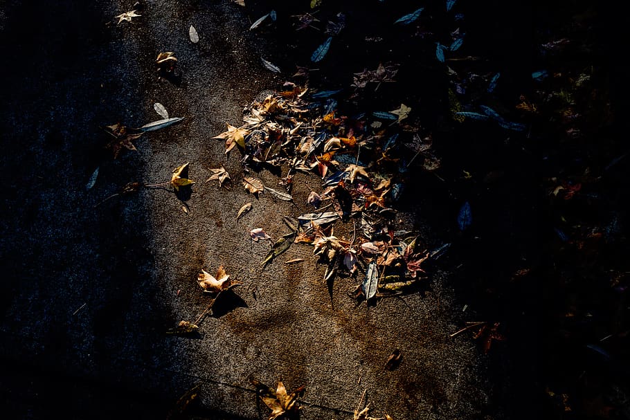 road, fall, leaves, dry, sunlight, nature, leaf, plant part HD wallpaper