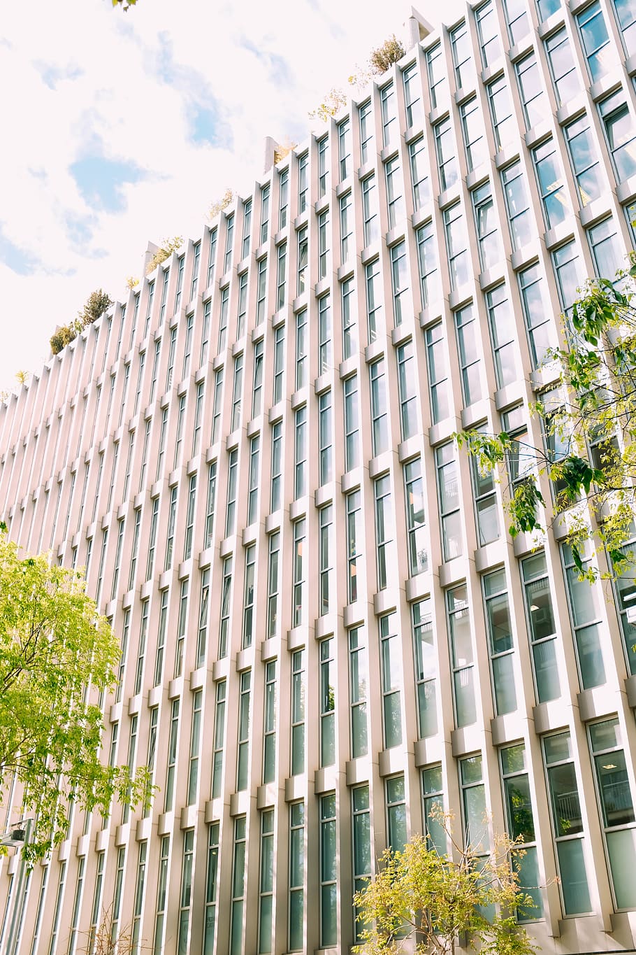office building, plant, tree, high rise, city, urban, town HD wallpaper