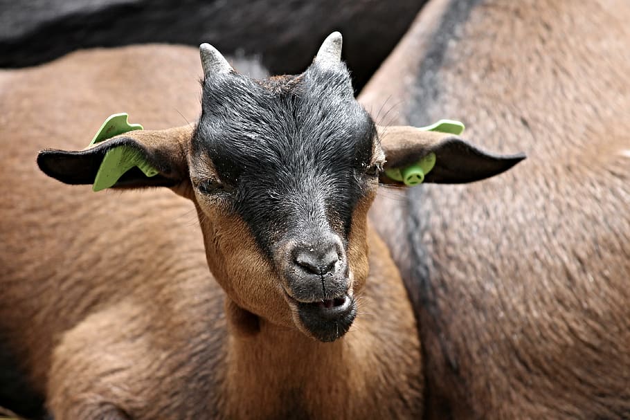 goat, domestic goat, animal, brown, fur, kid, farm, nature, HD wallpaper