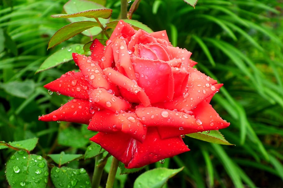 rose, flower, red, romantic, beauty, garden, love, nature, summer HD wallpaper