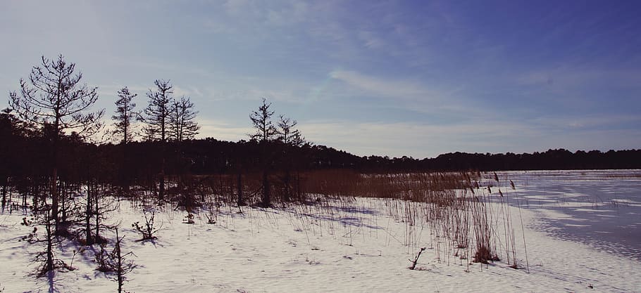 Trees in Front Sea, clouds, cold, daylight, environment, frost HD wallpaper
