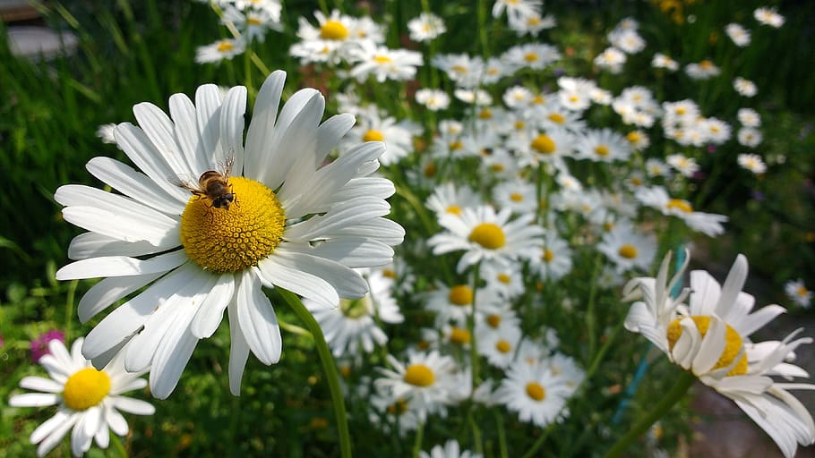 bee, insect, daisy, daisies, flower, nature, white, yellow HD wallpaper