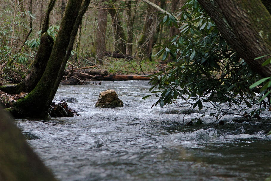 river surrounded by trees, nature, water, outdoors, creek, stream HD wallpaper