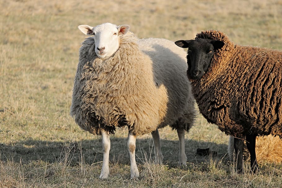 sheep, livestock, two sheep, winter wool, portrait, stand, look, HD wallpaper