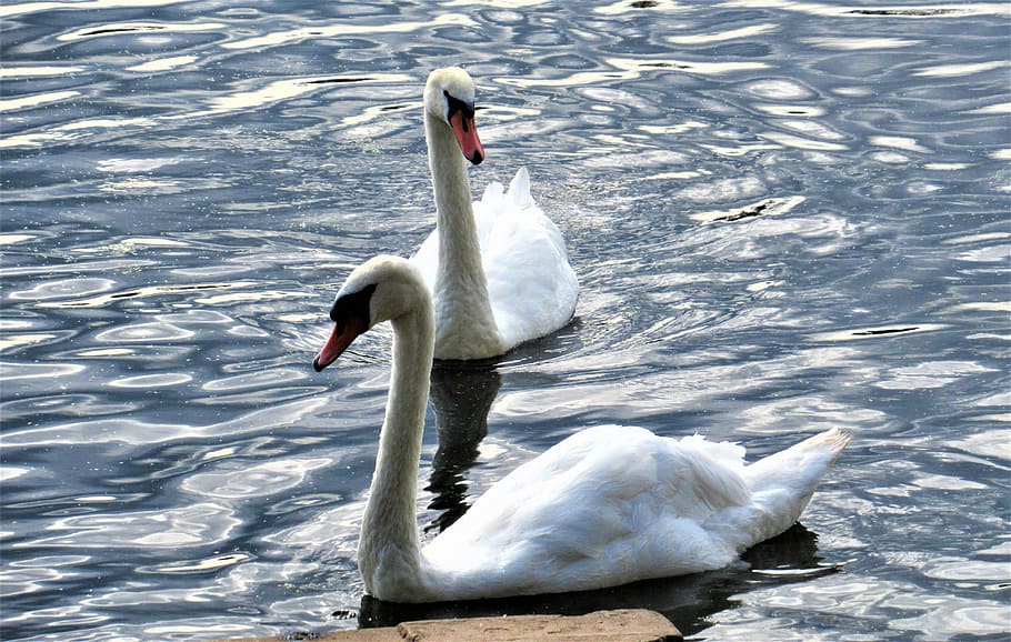 cardiff, swans, wales, pond, lake, dam, water, bird, animals in the wild, HD wallpaper