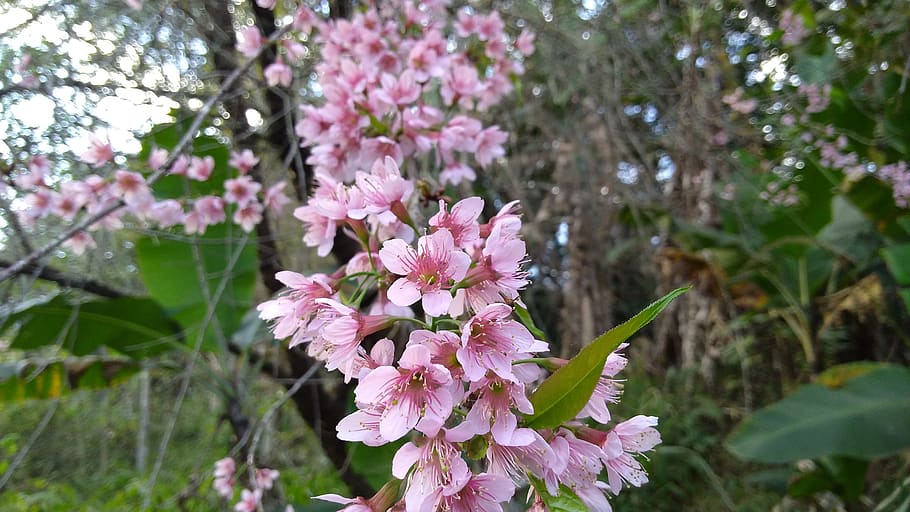 peach tree, flower, flora, vegetation, flourish, garden, flowering plant HD wallpaper