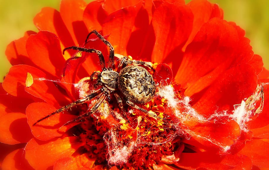 spider on red flower, plant, insect, flora, pollen, bee, invertebrate HD wallpaper