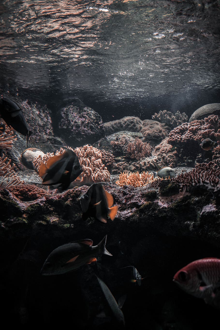 réunion, water, no people, sea, underwater, sea life, animal HD wallpaper