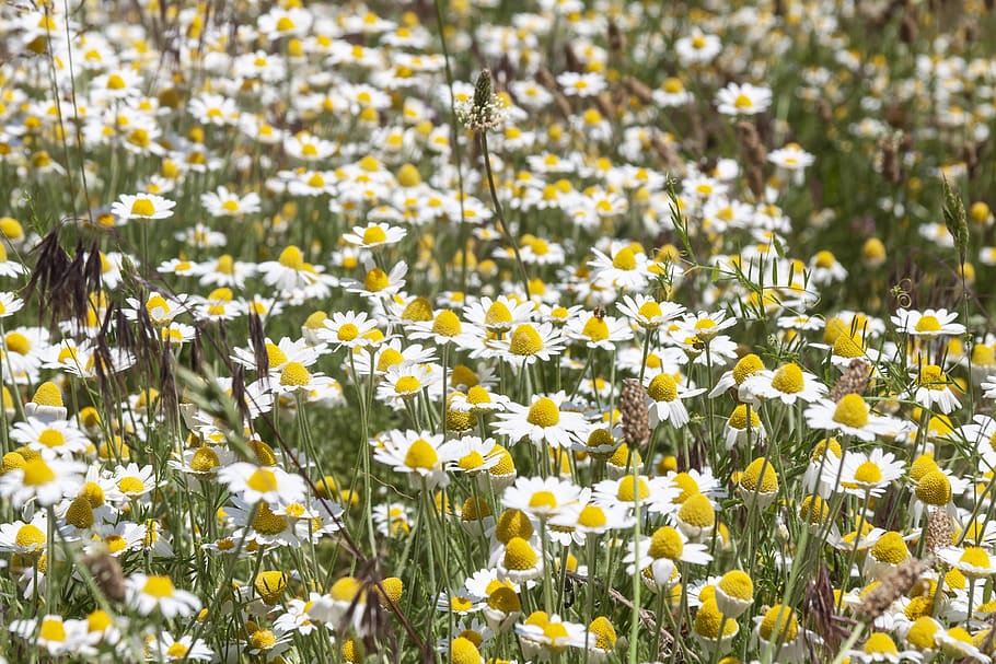 daisy, field, flowers, spring, meadow, nature, summer, bloom, HD wallpaper