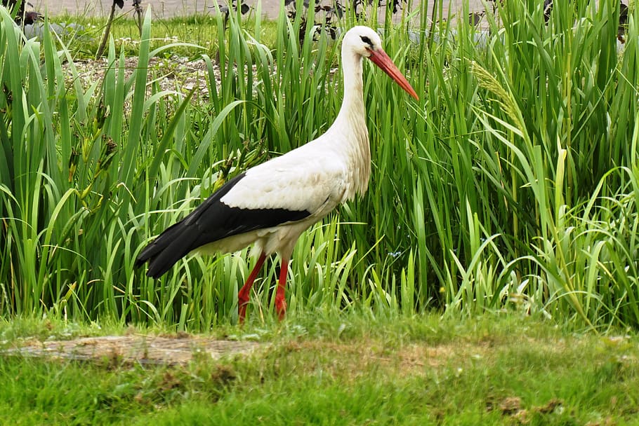 stork, ditch, netherlands, feathers, beak, grass, bird, animals in the wild HD wallpaper