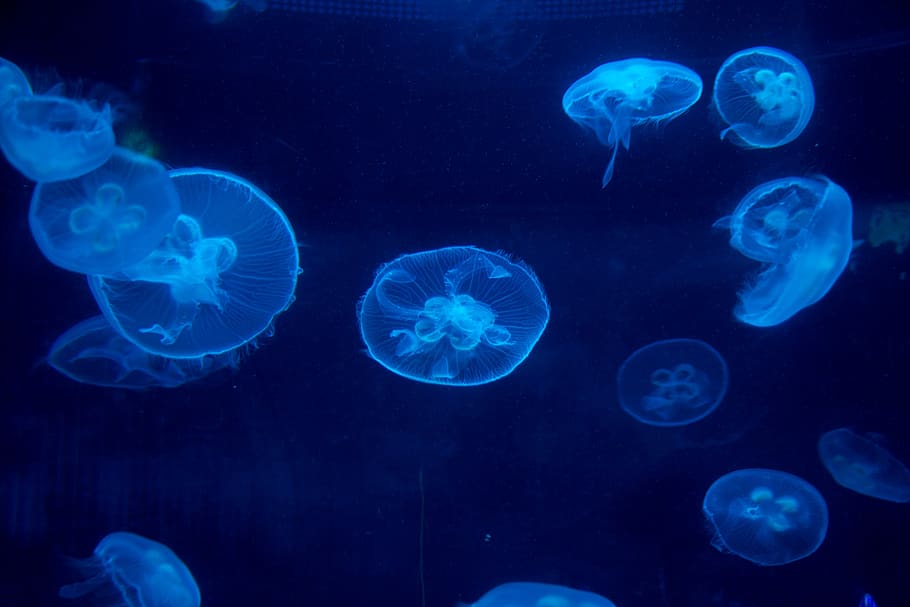 jellyfish, underwater, sea, invertebrate, sea life, animal themes HD wallpaper